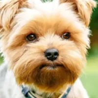 Profile picture for user virgola